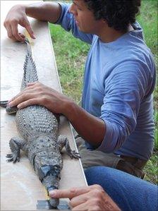 Measuring crocodile