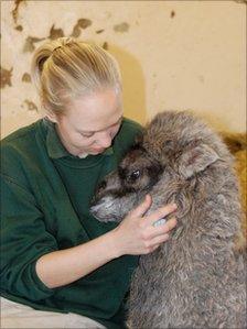 Blackpool zoo keeper with one of their newborn Bactrian Camels