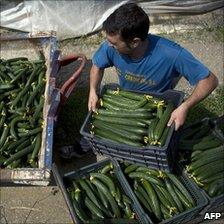 Worker throwing out cucumbers in Algarrobo, Spain, 1 Jun 11