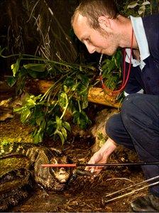 cuvier's dwarf caimans