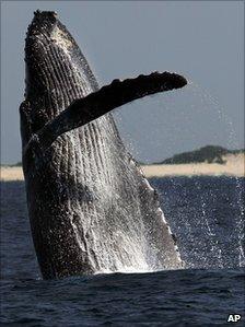 Humpback whale breaching off Japan