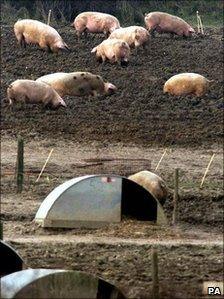 Pigs (Photo: PA)