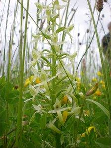 orchids