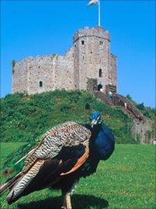 Peacock at Cardiff Castle