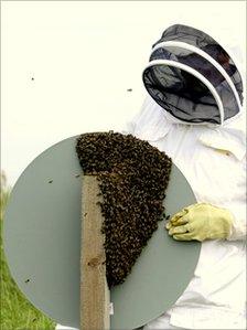 Bee keeper and swarm of bees