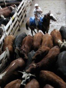 Cattle in Argentina