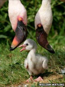 A lesser flamingo chick photographed in 2006 by William Watling