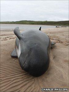 one of the dead whales on the beach