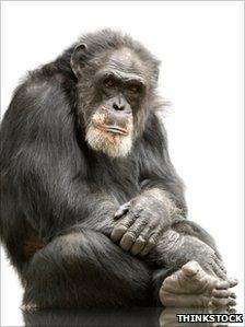 Older chimp (Credit: Thinkstock)