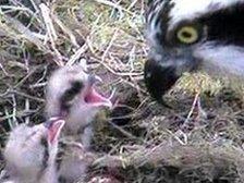 Two osprey chicks feeding