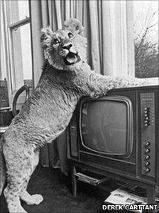 Christian puts his paws on the television (Copyright Derek Cattani)