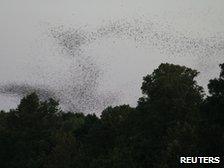 1.5 million bats are thought to be taking over the skies in Austin, Texas.