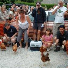 Hen racing in Bonsall