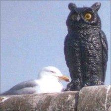 Gull sitting nect to a decoy bird