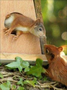 Around 400-500 adult red squirrels are living on Anglesey