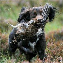 Gun dog with a grouse