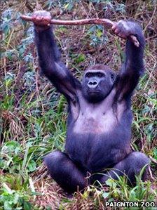 Gorilla with stick