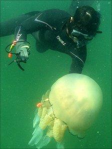 Tagging a jellyfish