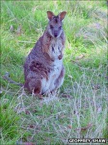 tarram wallaby