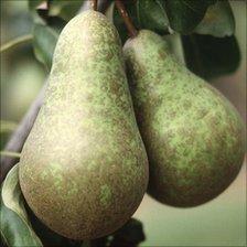 pears hanging