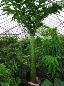 The giant Amorphophallus titanum