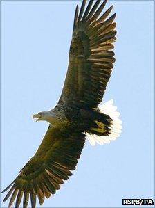 Sea eagle. Pic: RSPB/PA