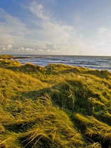 Kenfig dune grass