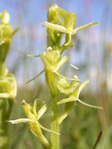 Fen orchid