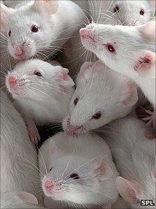 Laboratory mice