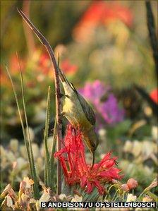 Sunbird feeding (Credit: S.Barrett/UofT)