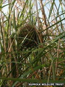 Harvest mouse nest