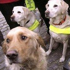 Guide dogs