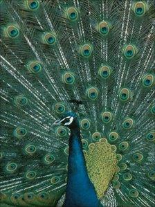 Peacock with tail feathers spread