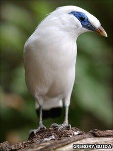 Bali Starling