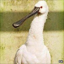 European spoonbill