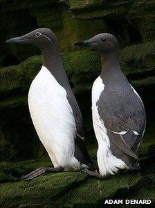 Guillemots on rock by Adam Denard