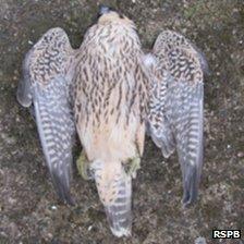 Poisoned peregrine falcon. Pic: RSPB