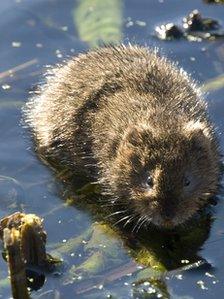 Water vole. Photo: William Richardson