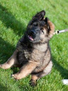 German Shepherd puppy: Pic Devon and Cornwall Police