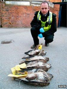 policeman with four dead buzzards lined up