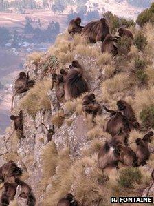 Gelada baboons (Credit: