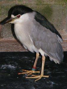 Black-crowned night heron