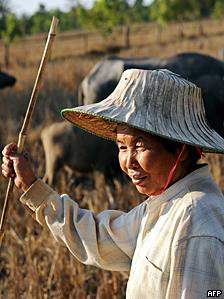 Thai farmer