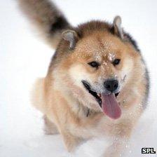 A Greenlandic dog in the Sirius Patrol