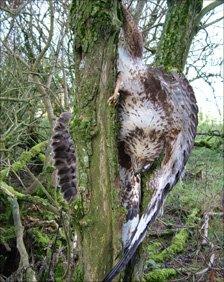 One of the buzzards poisoned by Whitefield