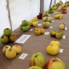 Applefest