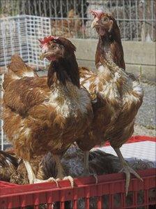 Crate of rescued battery hens