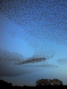 Starling murmuration