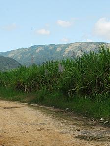 Sugar plantation