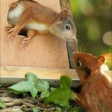 Red squirrels living on Anglesey